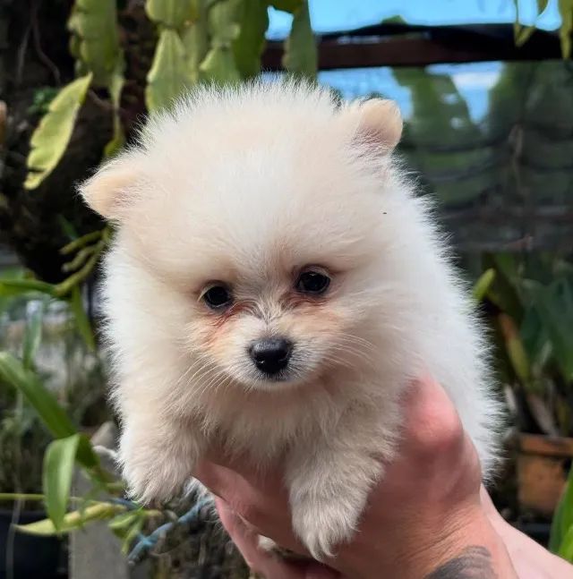Spitz alemão  - Foto 4