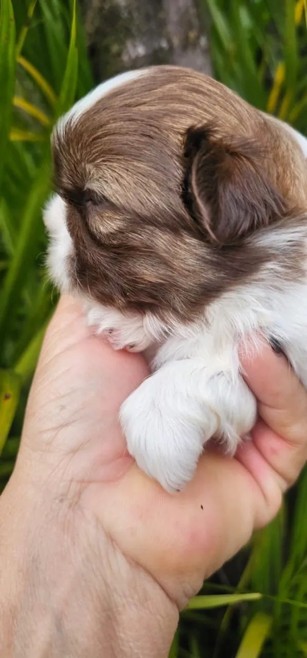 Shihtzu macho  - Foto 4