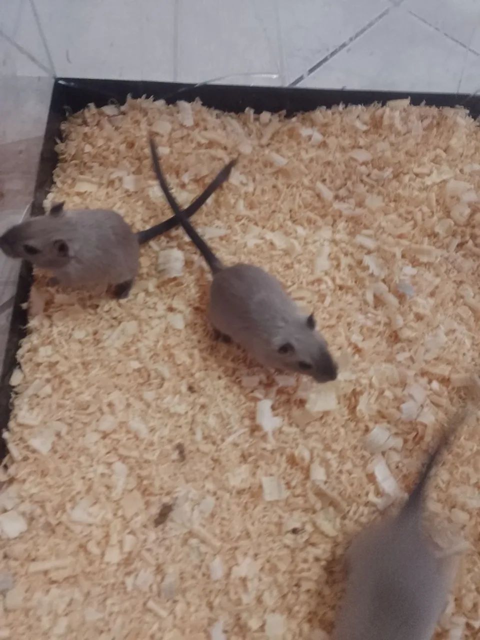 Gerbil ( estilo da mongólia ? 