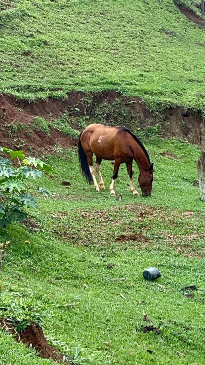 Cavalo marcha batida - Foto 2