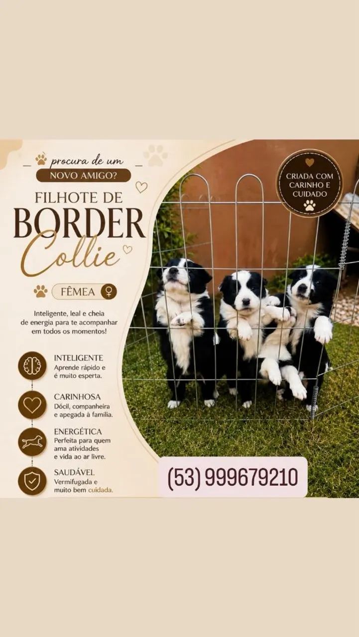 Border collie Fêmea R$500,00 - Foto 4
