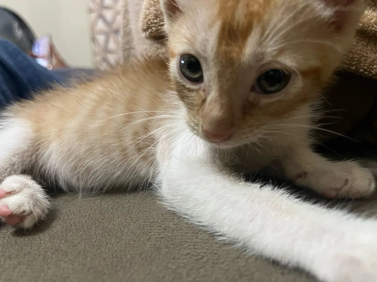 Animais - Foto 2