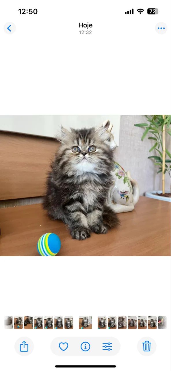 Gatinhas Persas - Foto 6