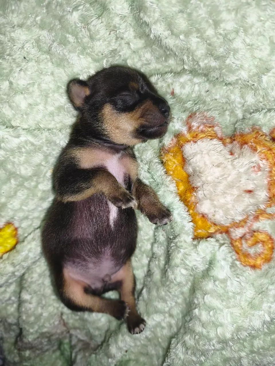 Pinche  - Foto 3