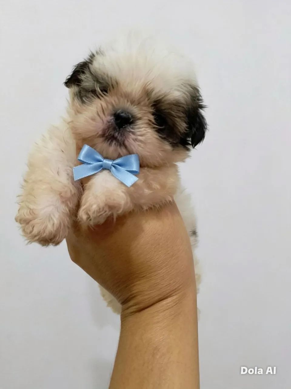 Shitzu macho