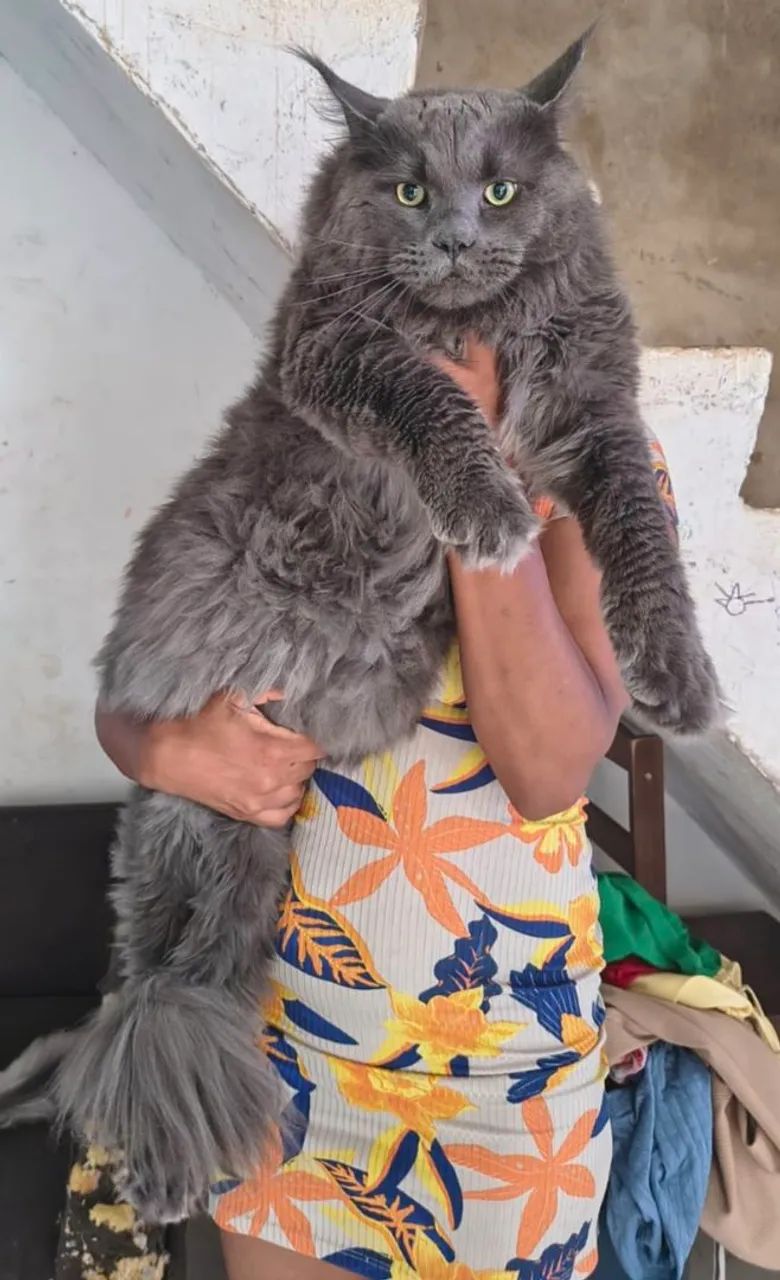 Maine Coon filhotes/ Gatil Cieslak  - Foto 6