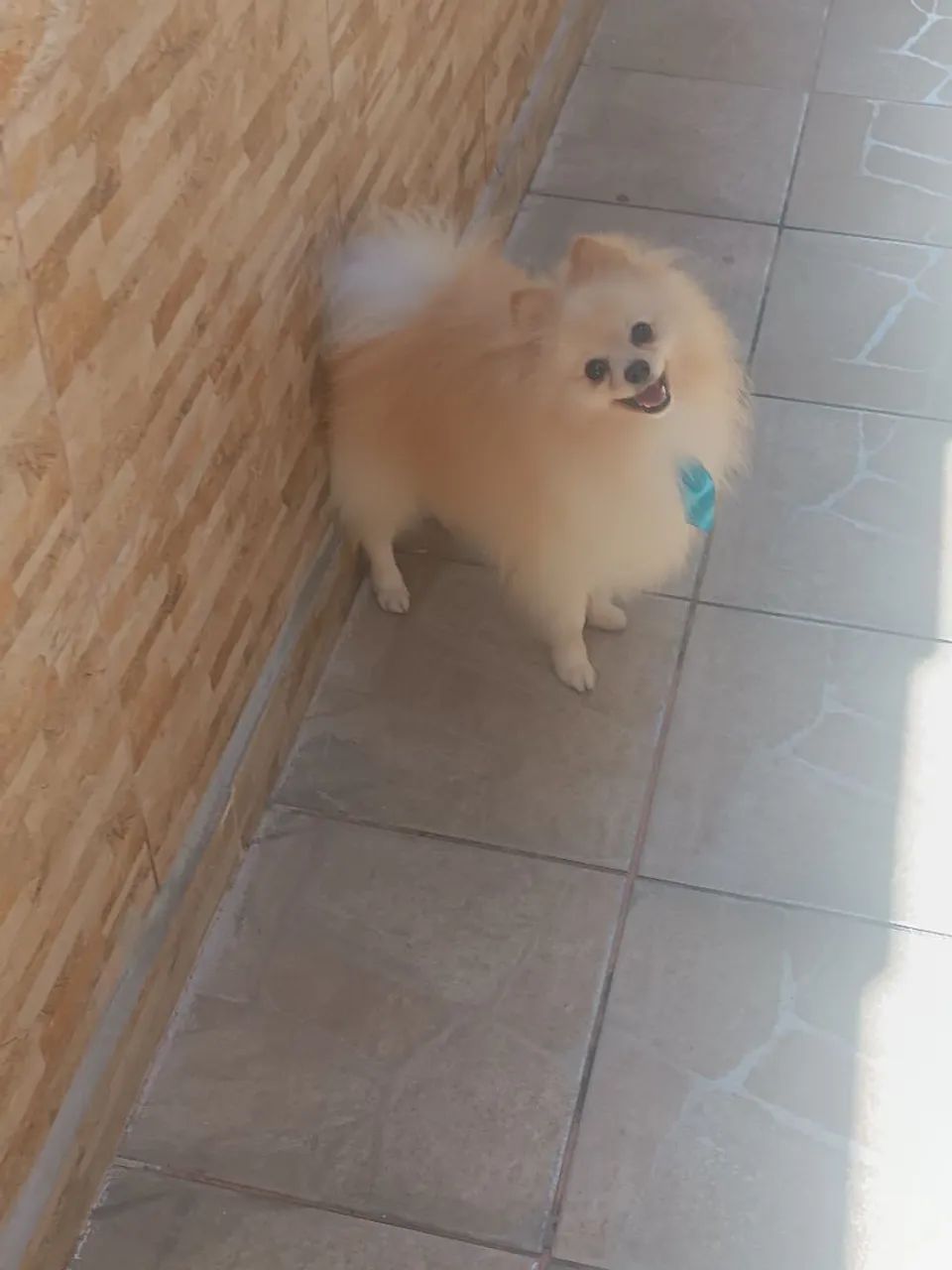 Spitz Alemão Macho Pedigree 