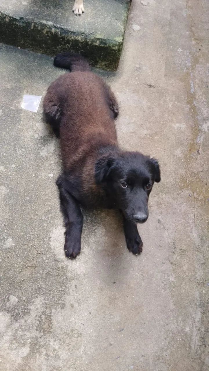 Doce cachorro manso e dócil