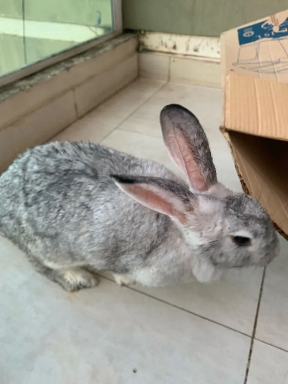 adoçao de uma coelha!