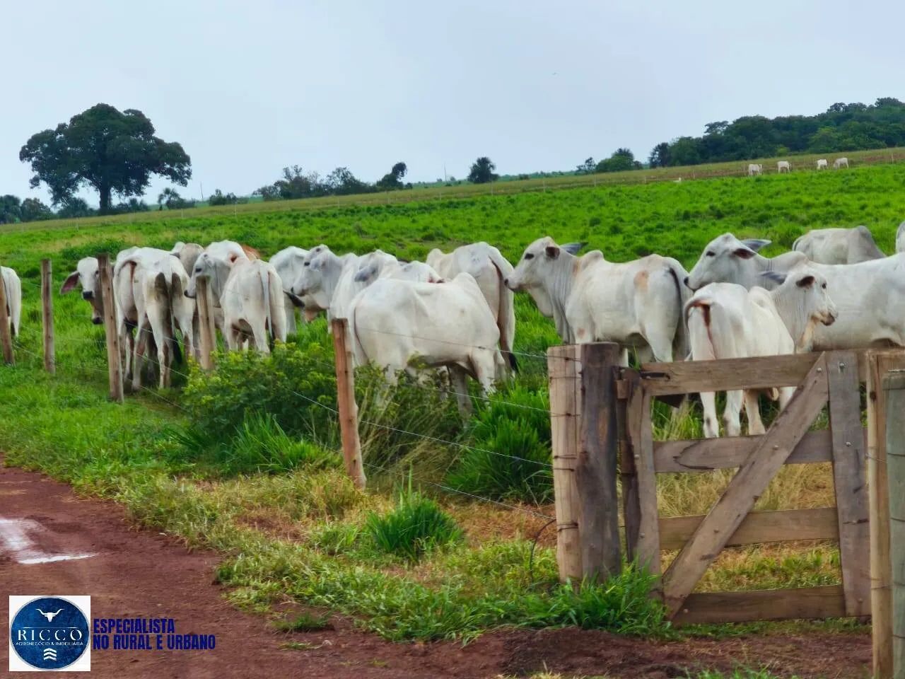 Fazenda de 504 Alqueires em Alvorada-TO! - Foto 2