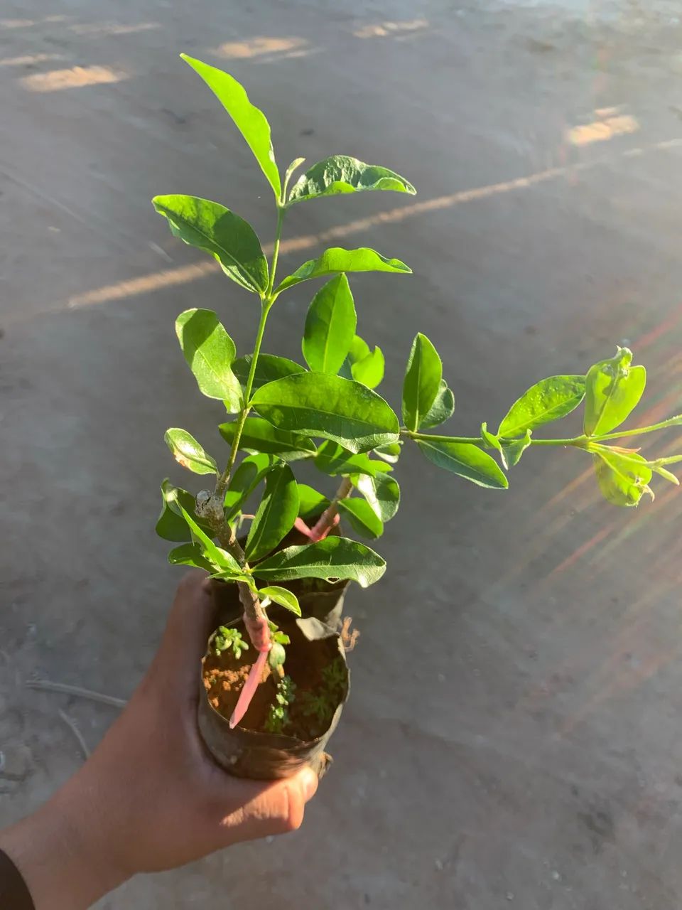 Mudas de Acerola Junco