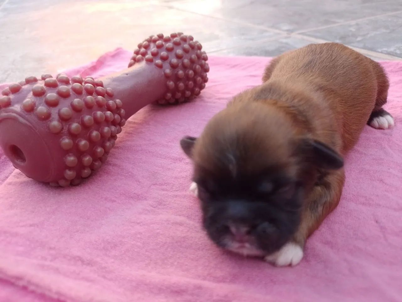 Cachorro  - Foto 2