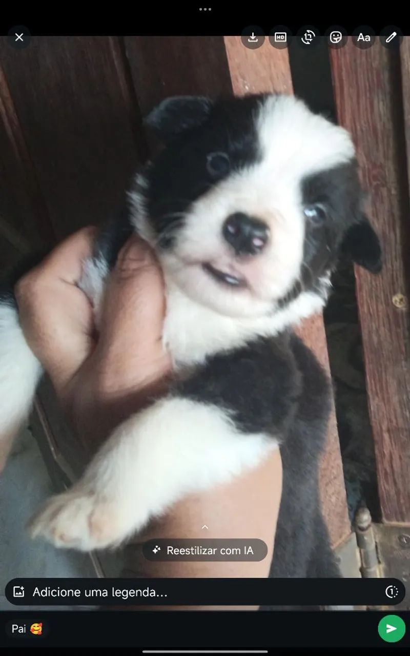 Border collie para reserva - Foto 4
