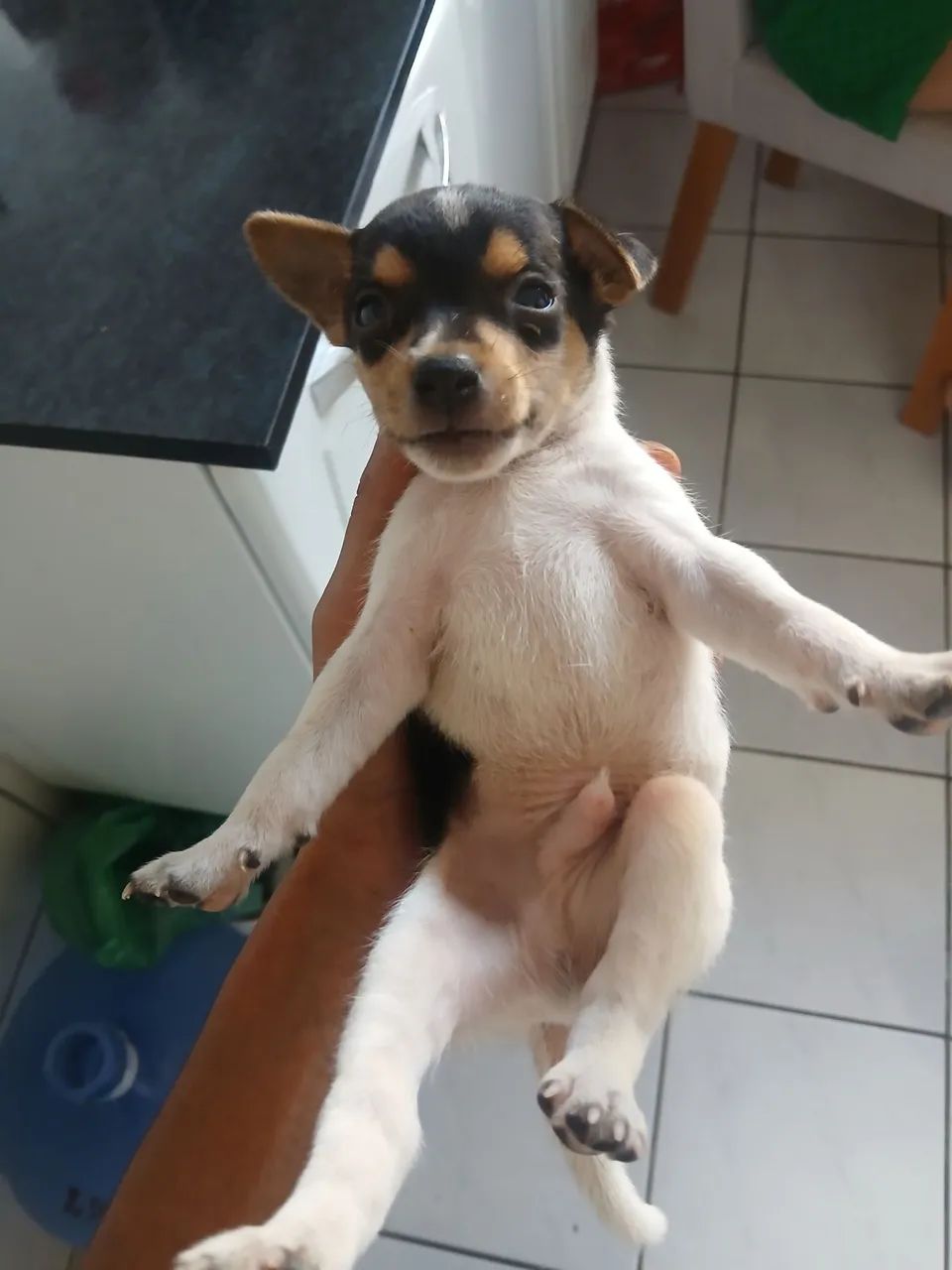 Fox paulistinhaa - Foto 5