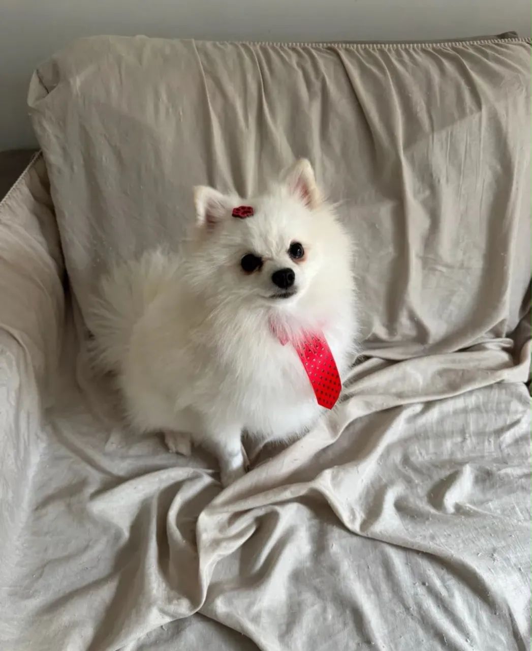 Spitz alemão  - Foto 2