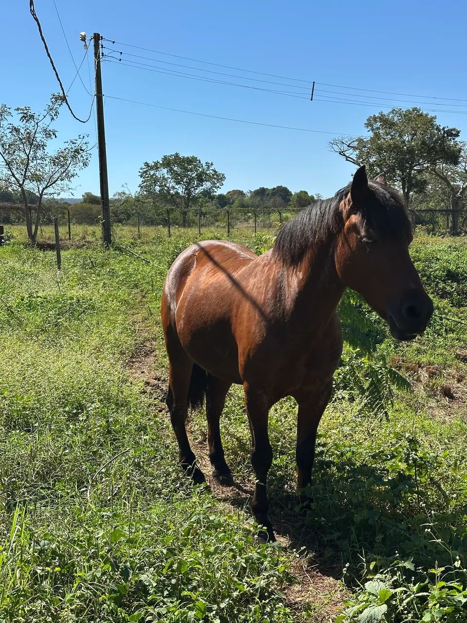 Cavalo petiço  - Foto 2