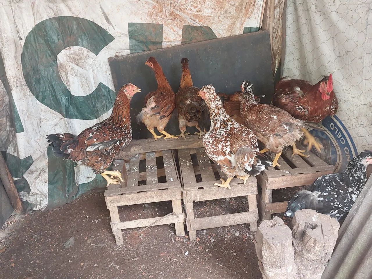 Gsb frangas - Foto 2