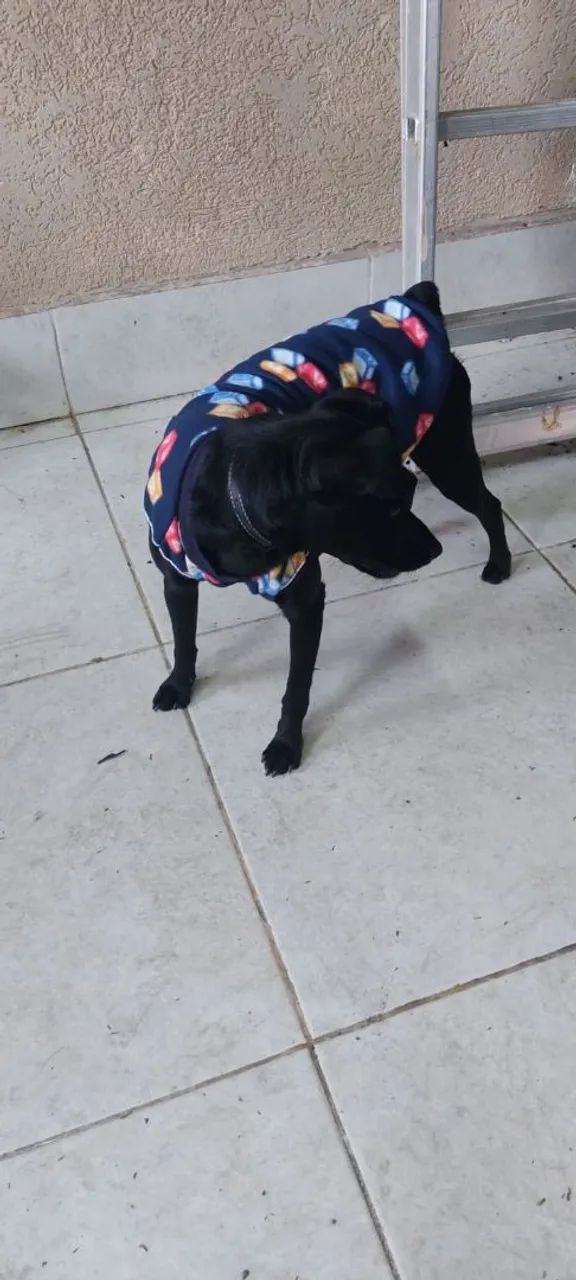 Animalzinho  - Foto 2