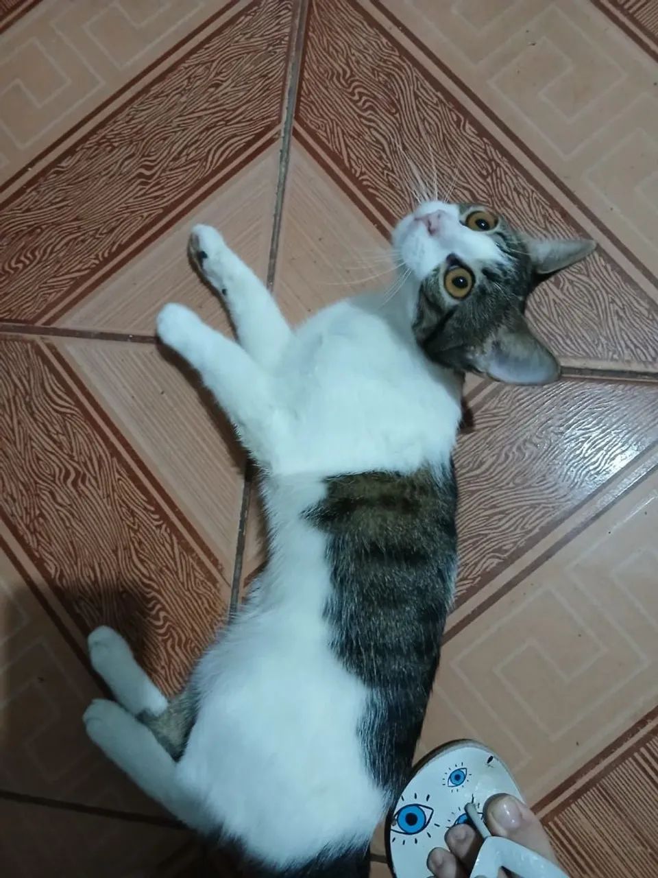 Doação de gatas - Foto 2