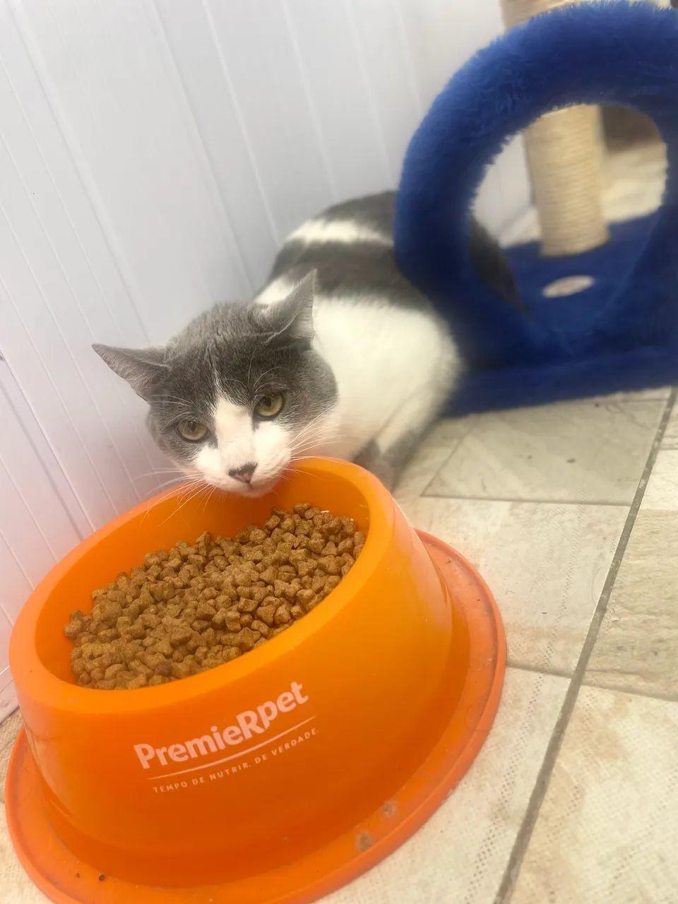 Doação de gato 
