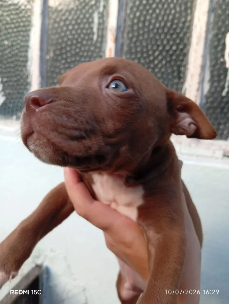 Filhotes de Pitbull  - Foto 3