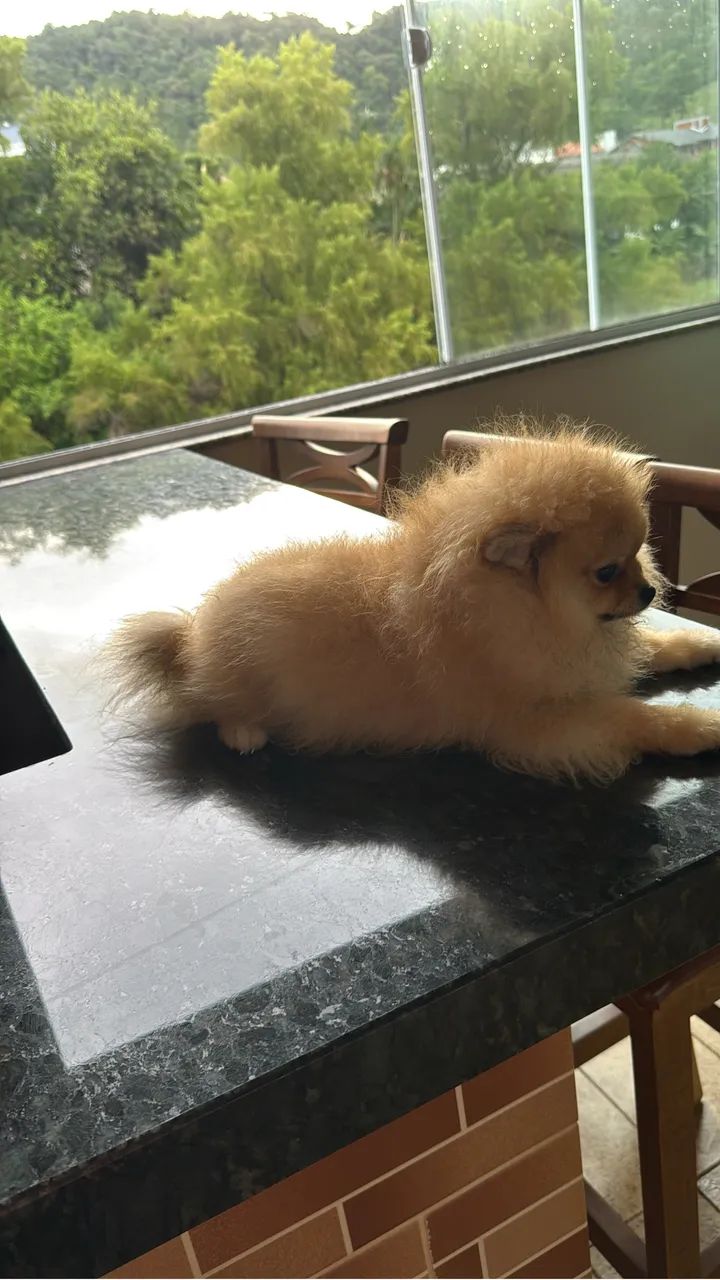 Linda fêmea de Lulu 