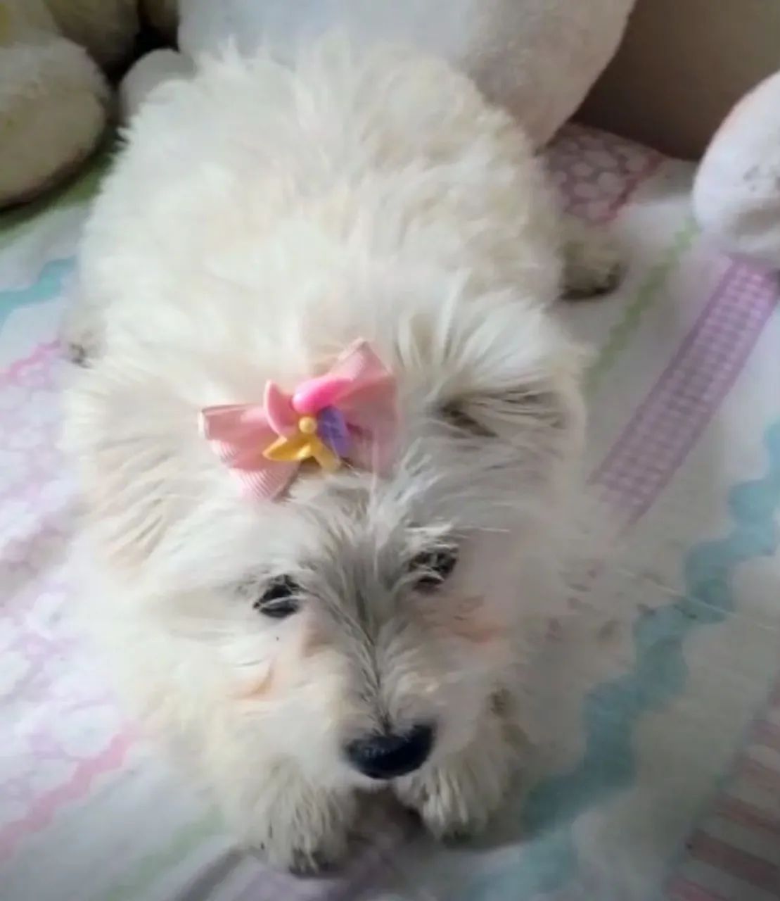 Fêmea de maltês com Spitz  - Foto 2