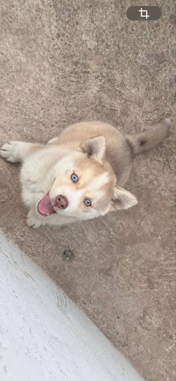 Filhote de Husky - Foto 2