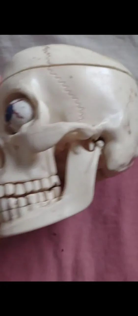 CAVEIRA DE PLÁSTICO REALISTA  - Foto 3