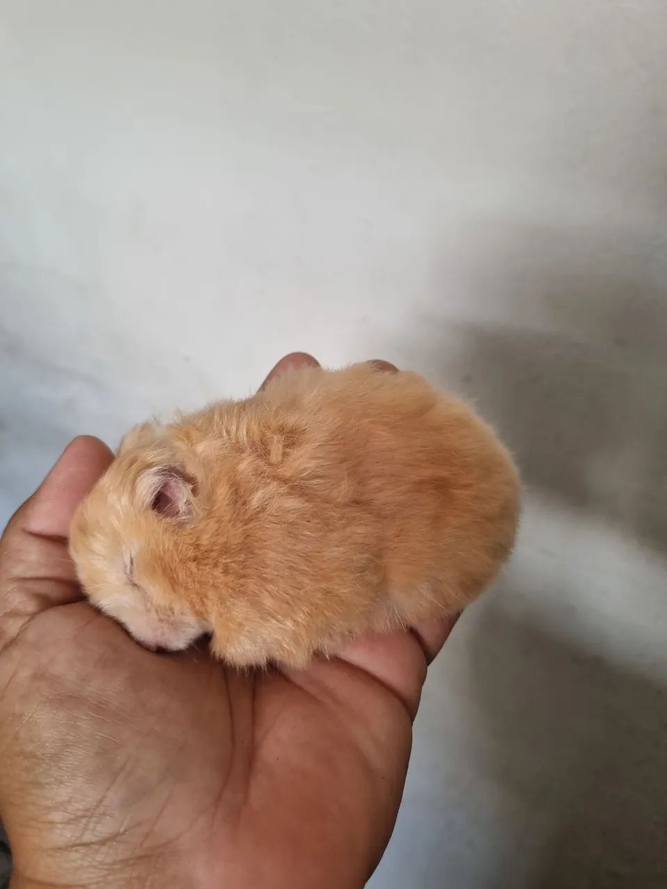 Hamster sírio 