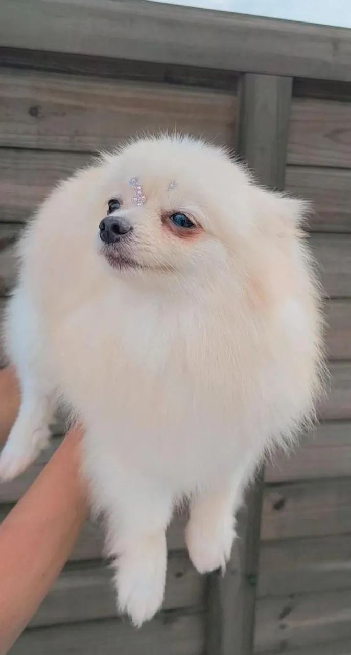 Spitz alemão anã 