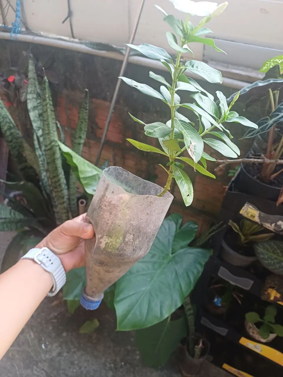Plantas e mudas de Vinca  - Foto 4