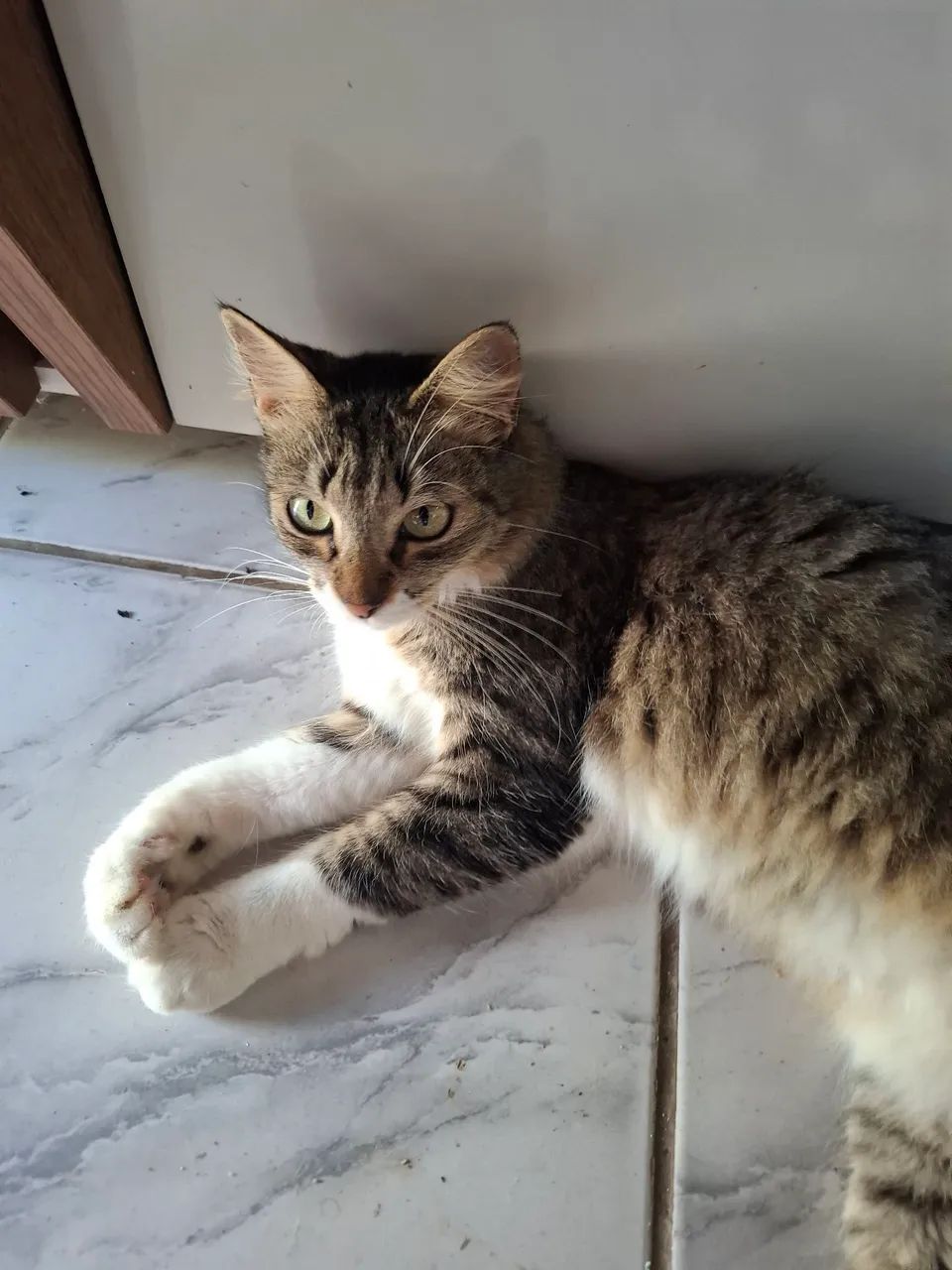 Gatinha carinhosa querendo uma lar - Foto 2