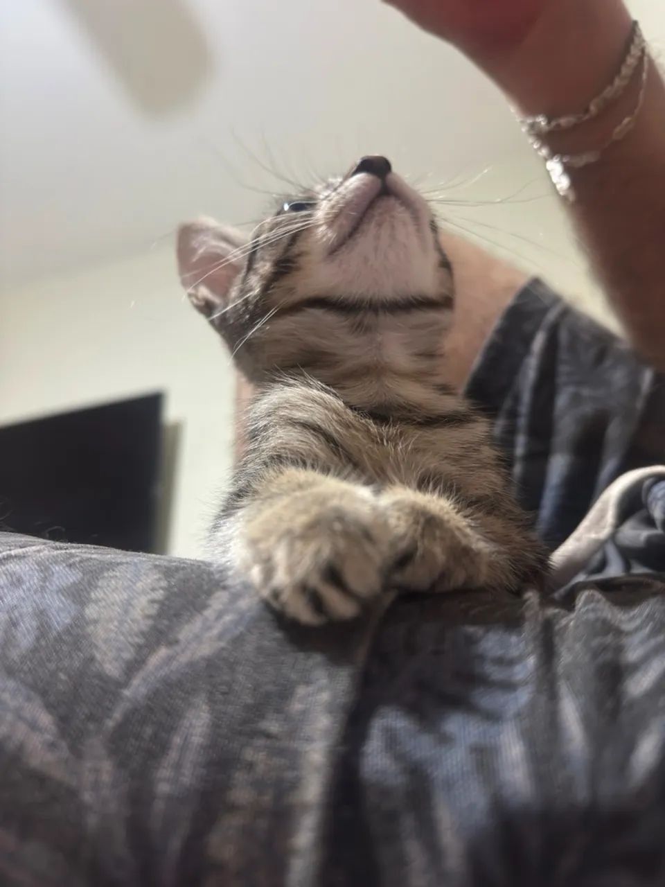 Doação de filhotes de gato  - Foto 3