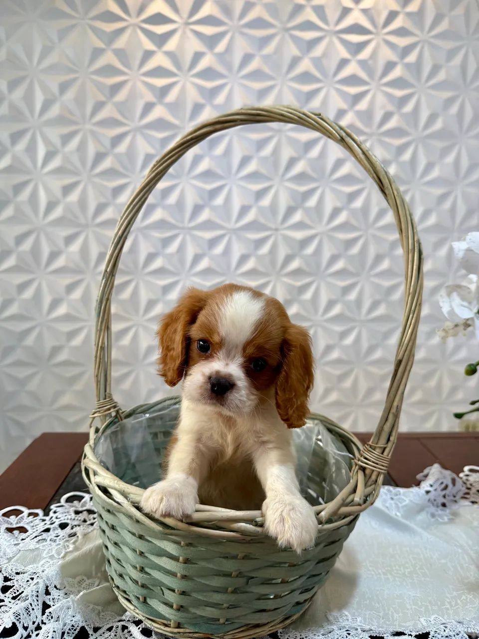     Pequeno Príncipe Cavalier - Charme e Elegância em Cada Detalhe - Foto 2