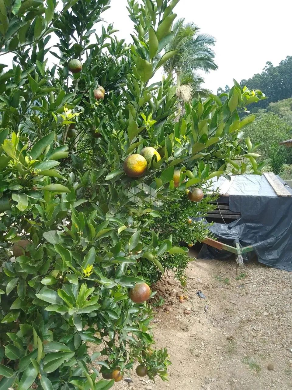 CHÁCARA NA ÁREA RURAL DE CANELINHAS- SC - 7 km do centro da cidade. - Foto 3