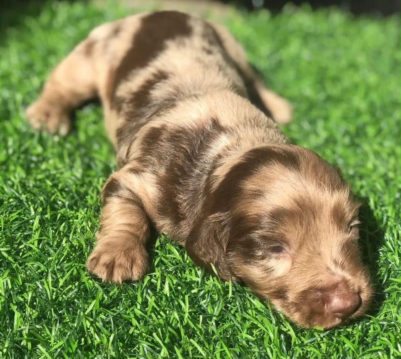 Dachshund pelo longo - Foto 2