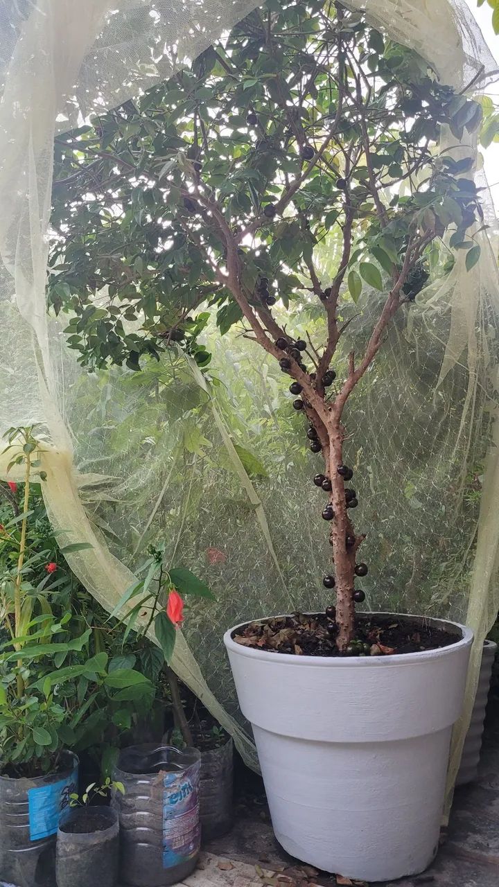 Pe de Jabuticaba  - Foto 3