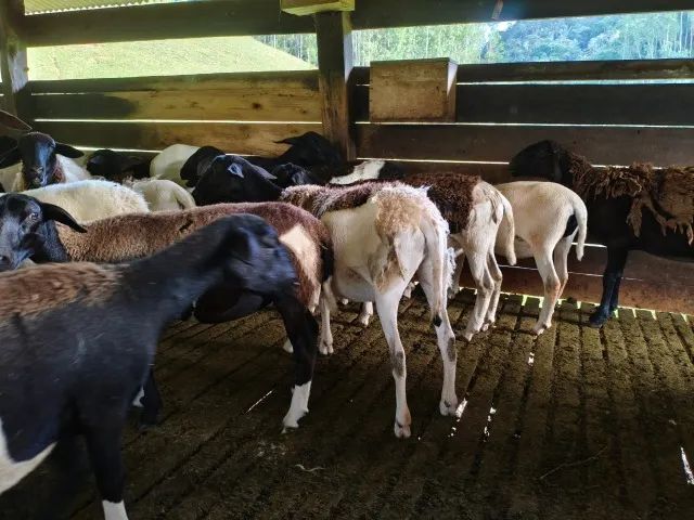 Venda de Ovinos - Dorper e Santa Inês (Mestiços) - Foto 2