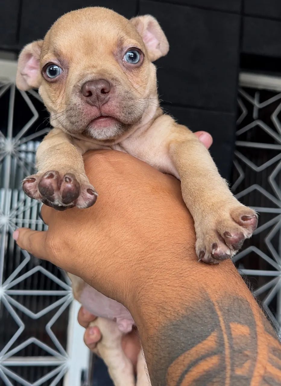 American Bully 