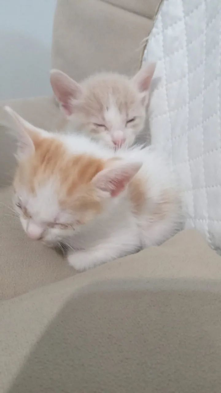 Doa-se filhotes de gato laranja e branco