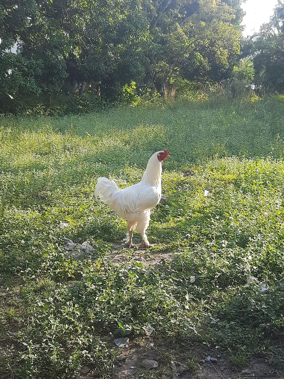 Frango Brahma light 