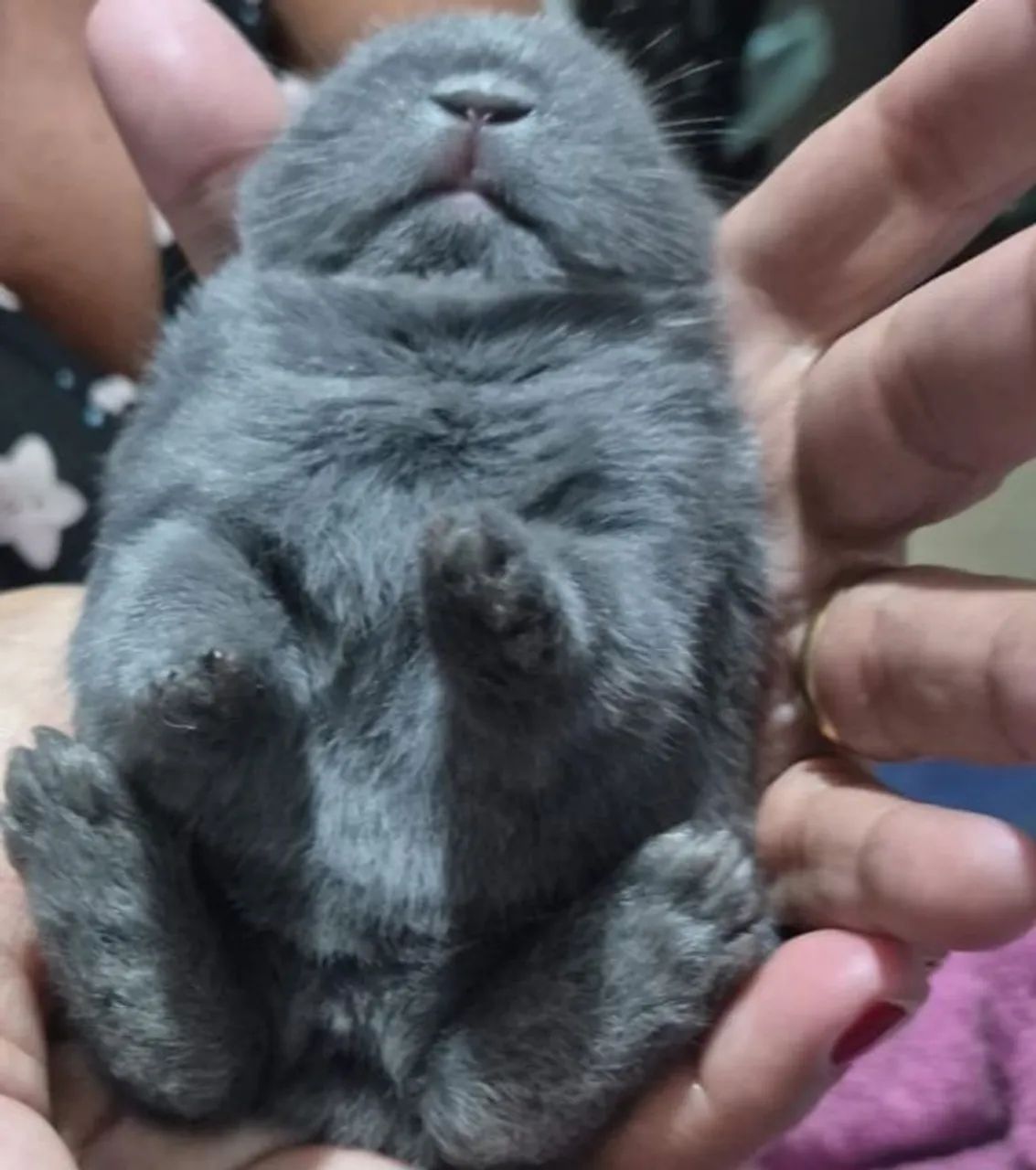 Coelho Anão / Netherland Dwarf