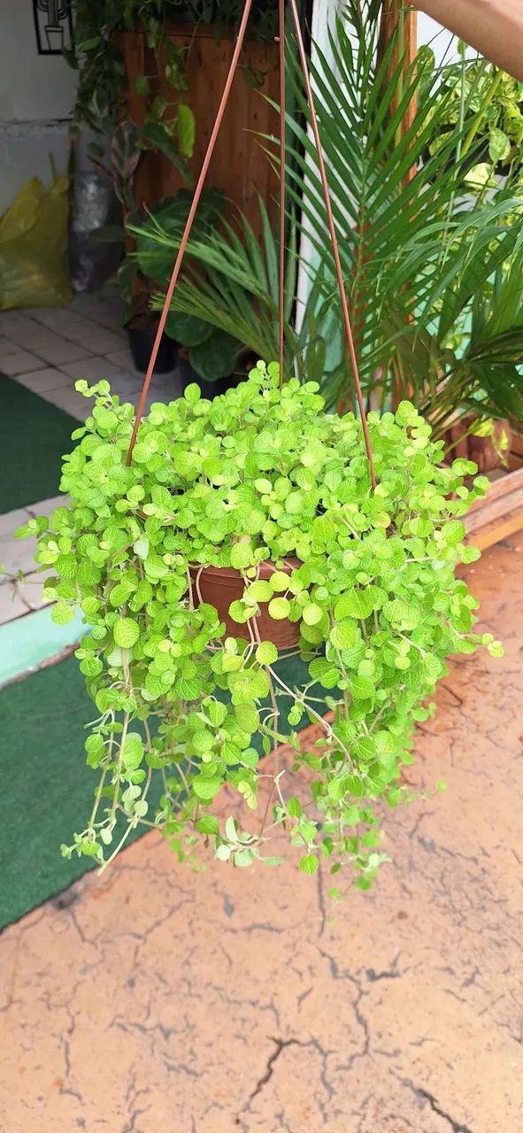 Planta dinheiro em penca - Foto 2