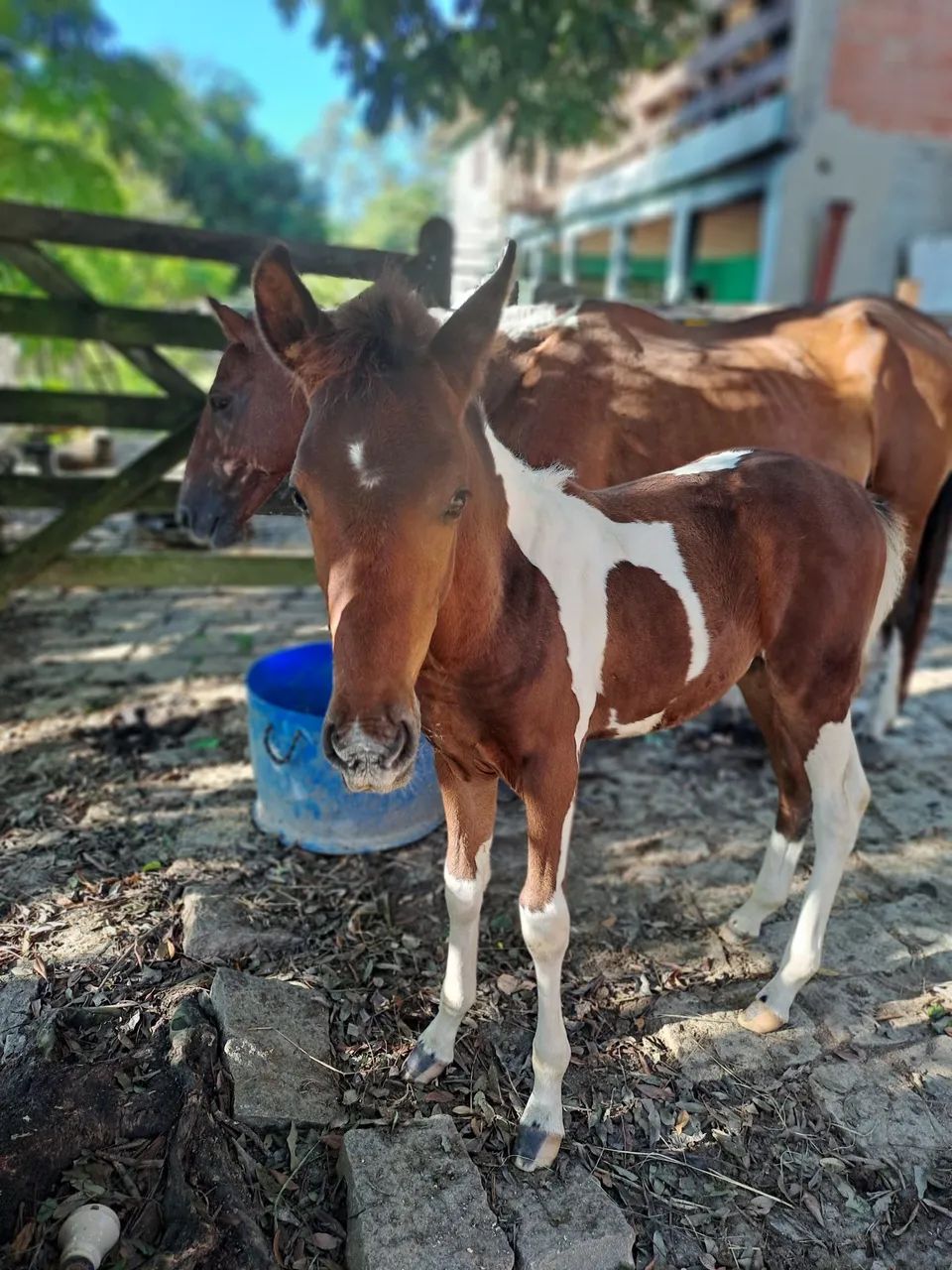 Potro Mangalarga Marchador controlado.  Aceito cartão e pix  - Foto 4
