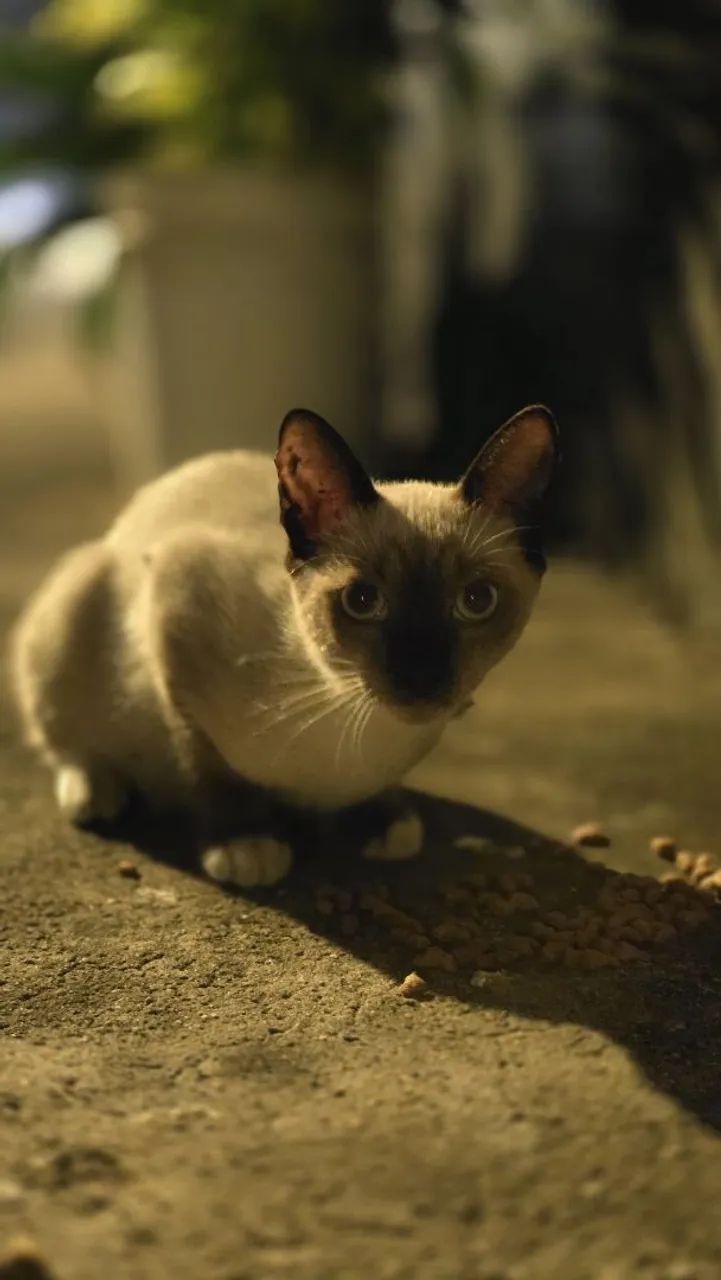 Gata para adoção - Foto 2