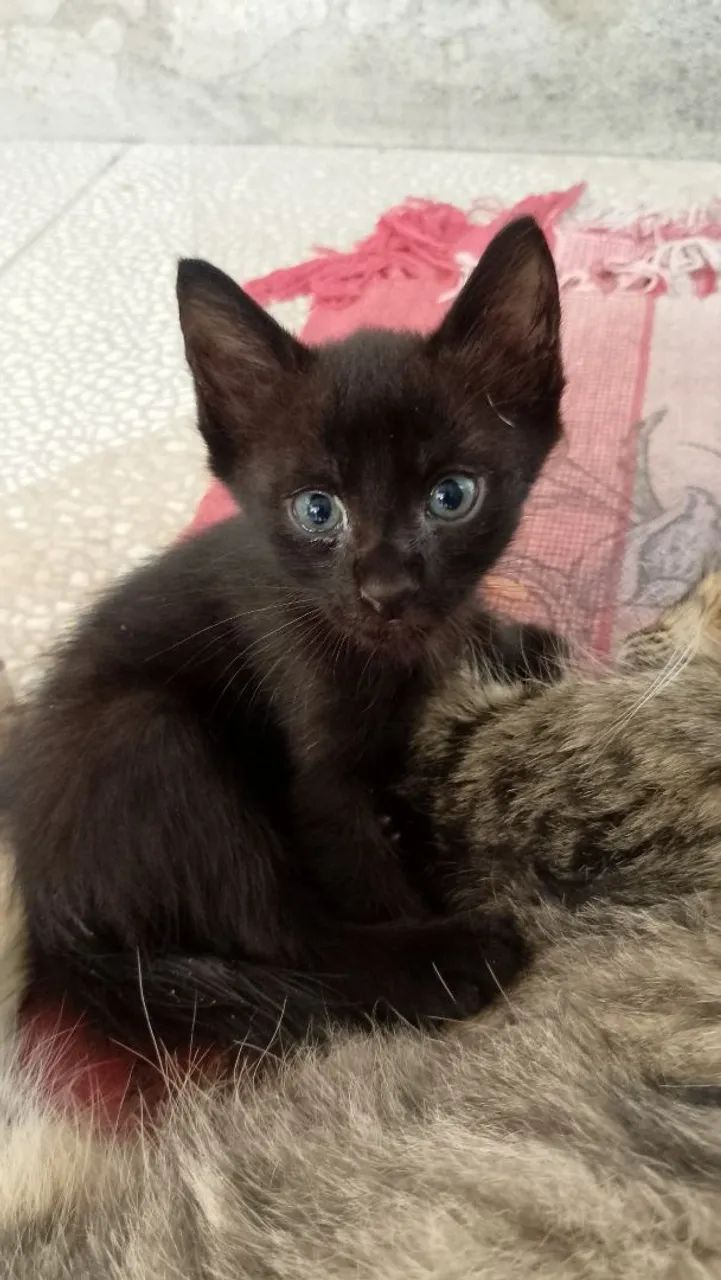 Doação de gatinhos - Foto 5