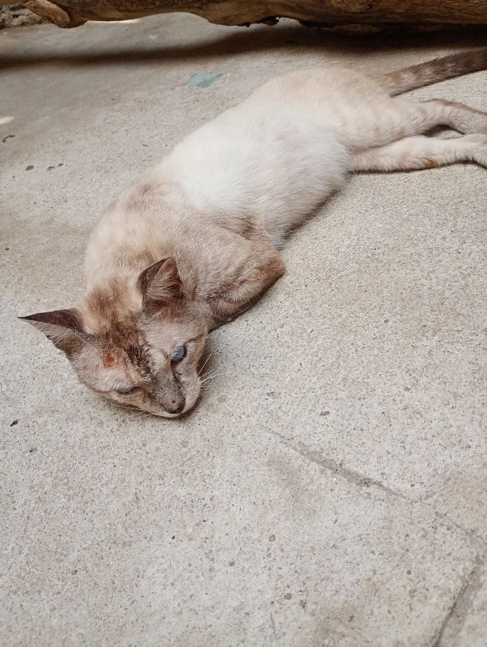 Gatinho para adoção  - Foto 4