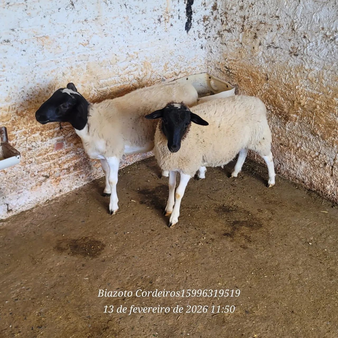 Cordeiros machos Dorper  - Foto 2