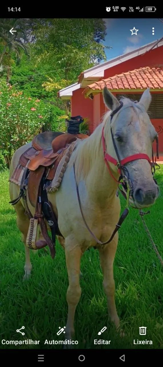 Cavalo palomino de 6 anos  - Foto 2